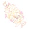 Vector outline Bougainvillea or Buganvilla flower bunch with bud and leaf in gold and pink isolated on white background.