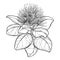 Vector outline branch of Metrosideros or pohutukawa or Christmas tree flower bunch and leaves in black isolated on white.