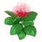 Vector outline branch of Metrosideros or pohutukawa or Christmas tree with red flower and leaves isolated on white background.