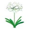 Vector outline bulbous Amaryllis or belladonna Lily flower bunch and leaf in pastel white isolated on white background.