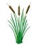 Vector outline Bulrush or reed or cattail or typha bunch with green leaves isolated on white background. Swamp grass plant.