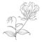 Vector outline Gloriosa superba or flame lily, stem with tropical ornate flower, bud and leaf in black isolated on white.