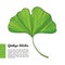 Vector outline green leaf of Gingko or Ginkgo biloba tree on white background.