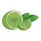 Vector outline green Lime slice and ripe half fruit with leaf isolated on white background. Composition with tropical lime citrus.