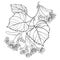 Vector outline Linden or Tilia or Basswood flower bunch, bract, fruit and ornate leaf in black isolated on white background.