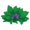 Vector outline Mandragora officinarum or Mediterranean mandrake purple flower bunch and ornate green leaf isolated on white.