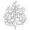 Vector outline Tecoma stans or yellow Trumpet flower bunch and bud in black isolated on white background. Ornate contour Tecoma.
