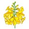 Vector outline Tecoma stans or yellow Trumpet flower bunch and bud in yellow isolated on white background. Ornate contour Tecoma.