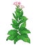 Vector outline toxic Tobacco plant or Nicotiana flower bunch, bud and green leaf isolated on white background.
