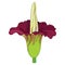 Vector outline tropical Amorphophallus titanum or titan arum or corpse flower in burgundy red isolated on white background.