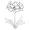 Vector outline tropical bulbous Amaryllis or belladonna Lily flower bunch and leaf in black isolated on white background.