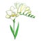 Vector outline white Freesia flower bunch with bud and green leaves isolated on white background. Fragrant plant Freesia.