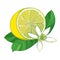 Vector outline yellow Lemon half fruit, green leaf and ornate white flower isolated on white background. Composition with lemon.