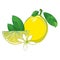 Vector outline yellow Lemon slice and ripe whole fruit, green leaf and ornate white flower isolated on white background.