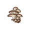 Vector oyster mushrooms icon