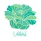 Vector paint hand drawn picture of cabbage