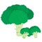 Vector painterly broccoli set editable, scalable illustration.
