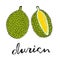 Vector painting, green durian, whole fruit and open fruit .Durian inscription