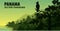 Vector panorama of Panama with jungle raimforest with harpy eagle