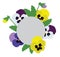 Vector Pansies Flowers