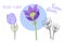 Vector pasque flowers isolated on white background. Botanical drawing of perennial poisonous flowering plant used in