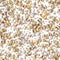 Vector pattern with gold hearts on white