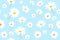 Vector pattern illusration white daisy flowers on a blue background. EPS10.