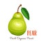 Vector pear illustration