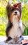 Vector pedigreed dog Biewer Yorkshire terrier