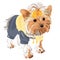 Vector Pedigreed dog Yorkshire terrier