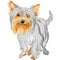 Vector Pedigreed dog Yorkshire terrier