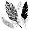 Vector Peerless Decorative Feather