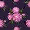 Vector peonies. Seamless pattern of pink-lilac flowers. Bouquets of flowers on a dark purple background. Template for floral
