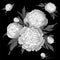 Vector peonies. Set of isolated monochrome white flowers. Bouquets of flowers on a black background. Template for floral