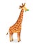 Vector picture of giraffe with long neck chewing leaves.