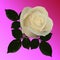 Vector picture of white roses on a pink background. No trace.