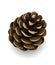 Vector pine cone isolated