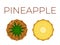 Vector of Pineapple, Ananas and sliced half of Pineapple, Ananas on white background