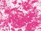 Vector Pink Dirty Grunge Texture Overlay