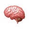 Vector pink human brain side view close up isolated on background