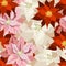 Vector pink, red flowers seamless pattern. Blooming poinsettia.