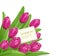 Vector pink tulips with greeting cards