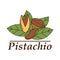 Vector pistachio logo in cartoon style.