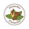 Vector pistachio logo in cartoon style.