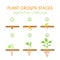 Vector plant growth stages. Planting process infographic design. Flat argiculture collection.