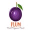 Vector plum illustration