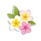 Vector plumeria flowers on a white background