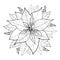 Vector Poinsettia flower or Christmas Star in black isolated on white. Outline flower of Poinsettia for Christmas design