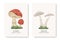 Vector Poisonous Inedible Mushrooms. Hand Drawn Cartoon Mushroom Set. Different Mushrooms Isolated on White. Fly Agaric