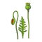 Vector poppy flower stem, closed bud leaf set